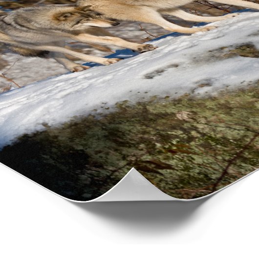 Holzwölfe Poster (Ecke)