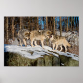 Holzwölfe Poster (Vorne)