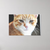 Homeless cat behind the window . leinwanddruck (Vorderseite)