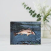 Homer - Channel Bass, Florida Postkarte (Stehend Vorderseite)