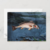 Homer - Channel Bass, Florida Postkarte (Vorne/Hinten)