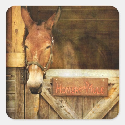 Homer the Mule Quadratischer Aufkleber (Vorderseite)