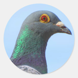 Homing Pigeon Round Sticker