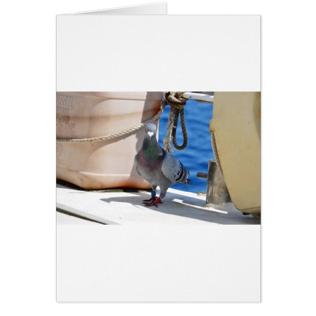 Homing Taube (Vorne)