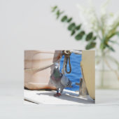 Homing Taube Postkarte (Stehend Vorderseite)