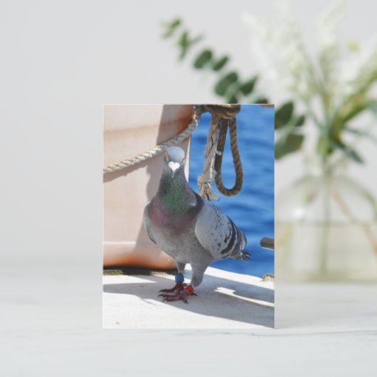Homing Taube Postkarte (Stehend Vorderseite)