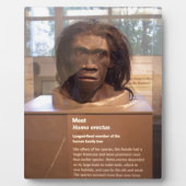 Homo erectus; Museumsausstellung Fotoplatte (Vorderseite)