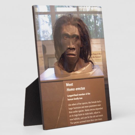 Homo erectus; Museumsausstellung Fotoplatte (Seite)