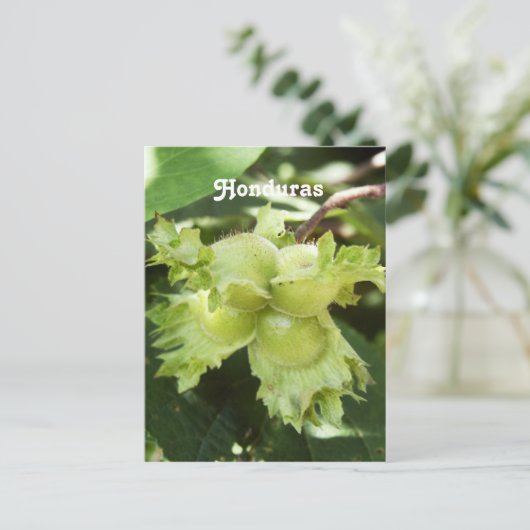 Honduras Hazelnut Postkarte (Stehend Vorderseite)