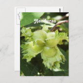 Honduras Hazelnut Postkarte (Vorne/Hinten)
