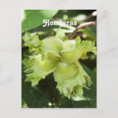 Honduras Hazelnut Postkarte (Vorderseite)