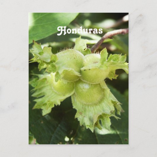 Honduras Hazelnut Postkarte (Vorderseite)