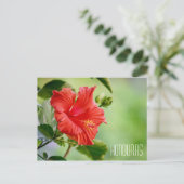 Honduras Hibiskus Blume Postkarte (Stehend Vorderseite)