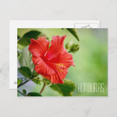 Honduras Hibiskus Blume Postkarte (Vorne/Hinten)