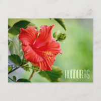 Honduras Hibiskus Blume Postkarte