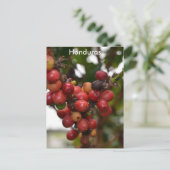 Honduras-Kaffeebohnen Postkarte (Stehend Vorderseite)