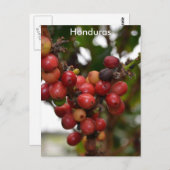 Honduras-Kaffeebohnen Postkarte (Vorne/Hinten)