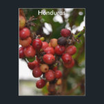 Honduras-Kaffeebohnen Postkarte<br><div class="desc">Kaffeebohnen,  die in Honduras wachsen.</div>