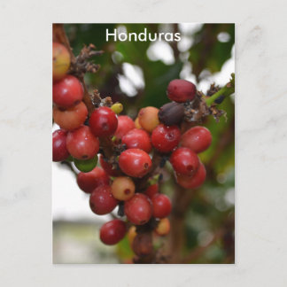 Honduras-Kaffeebohnen Postkarte