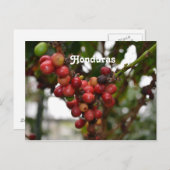 Honduras-Kaffeebohnen Postkarte (Vorne/Hinten)
