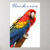 Honduras Scarlet Macaw Poster (Vorne)
