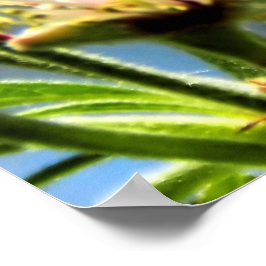 Honey Bee & Apple Blossom Poster (Ecke)