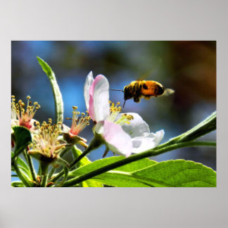 Honey Bee & Apple Blossom Poster