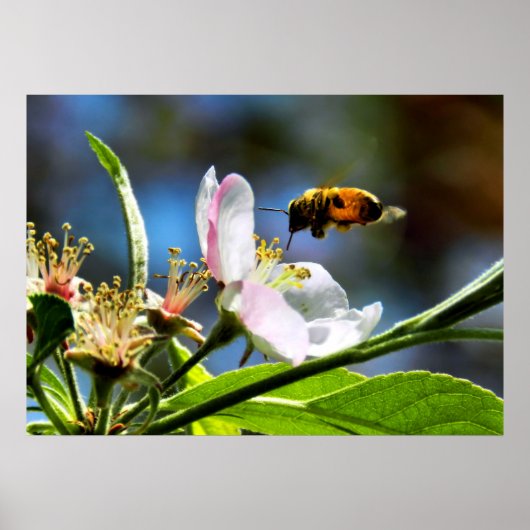 Honey Bee & Apple Blossom Poster (Vorne)