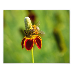 Honey Bee auf Mexican Hat Blume Fotodruck