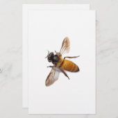 Honey Bee Briefpapier (Vorne/Hinten)