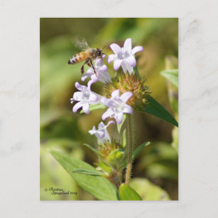 Honey Bee fliegt Rosa Blume Postkarte