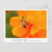 Honey Bee & Golden Cosmos Postkarte (Vorderseite)