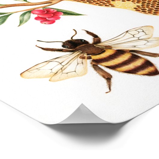 Honey Bee Illustration Poster (Ecke)