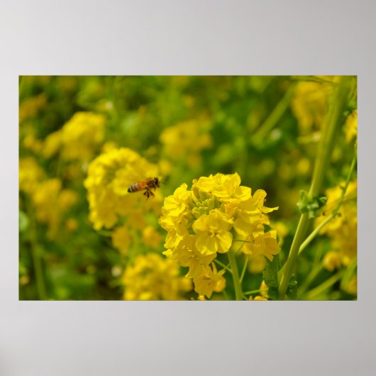 Honey Bee in Flight Poster (Vorne)