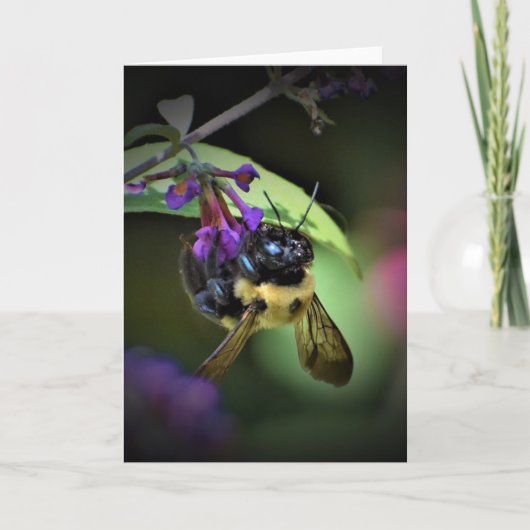 Honey Bee, Karte (Vorderseite)