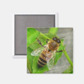 Honey Bee Magnet (Vorderseite/Rückseite)