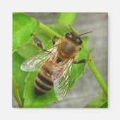 Honey Bee Magnet (Vorne)