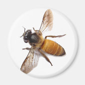 Honey Bee Magnet (Vorne)