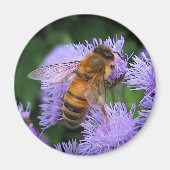 Honey Bee Magnet (Vorne)