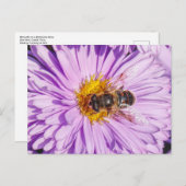 Honey Bee on a Michaelmas Daisy Postkarte (Vorne/Hinten)