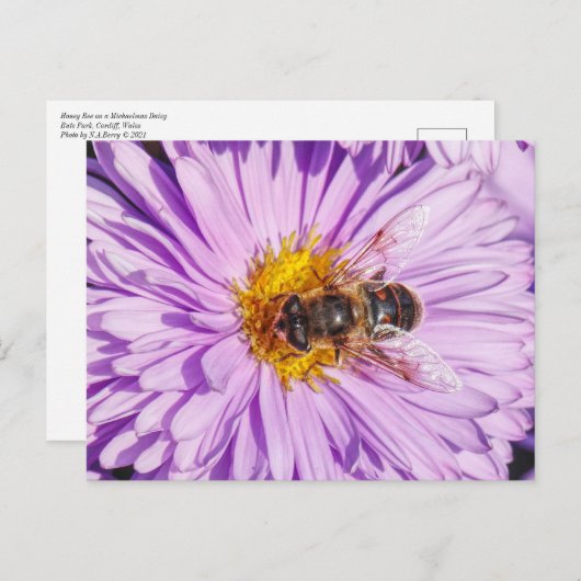 Honey Bee on a Michaelmas Daisy Postkarte (Vorne/Hinten)