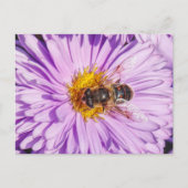Honey Bee on a Michaelmas Daisy Postkarte (Vorderseite)