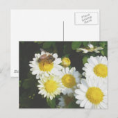 Honey Bee on Fall Mums Postkarte (Vorne/Hinten)