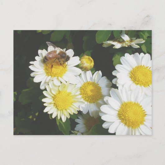 Honey Bee on Fall Mums Postkarte (Vorderseite)