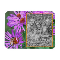 Honey Bee On Pink Aster Blume Fügen Sie Ihr Foto