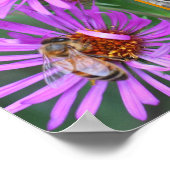 Honey Bee On Pink Aster Blume Fügen Sie Ihr Foto Poster (Ecke)