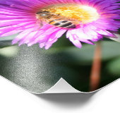 Honey Bee on Pink Daisy - 10 x 8 Foto Print (Ecke)