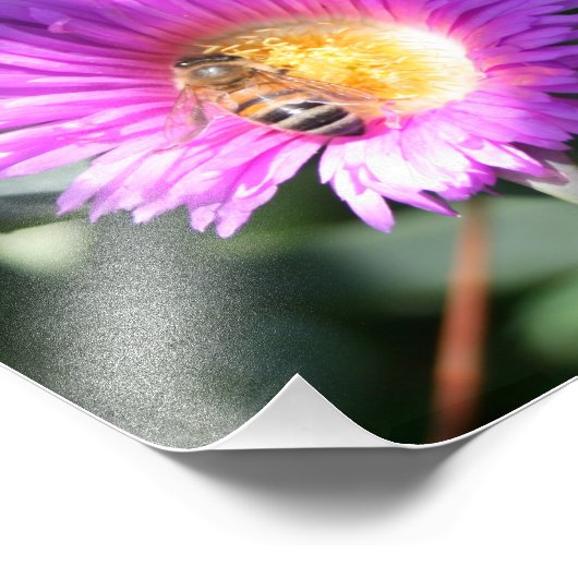 Honey Bee on Pink Daisy - 10 x 8 Foto Print (Ecke)
