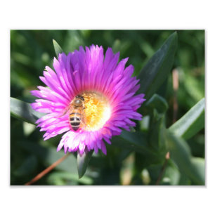Honey Bee on Pink Daisy - 10 x 8 Foto Print