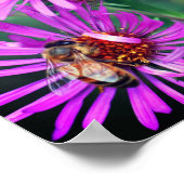 Honey Bee On Pink New England Aster Blume Poster (Ecke)